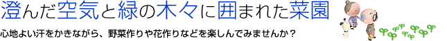 澄んだ空気と緑の木々に囲まれた菜園　心地よい汗をかきながら、野菜作りや花作りなどを楽しんでみませんか？